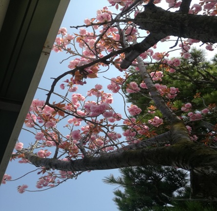 2018年４月生涯現役ひでちちブログ ～4月は新社会人の旅立ちの時～