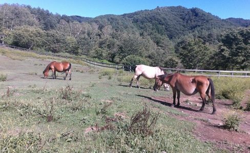 2018年８月生涯現役ひでちちブログ ～信州・長野県の木曽への出張～