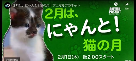 私がお気に入りのCS放送番組を熱く語る！動物専門チャンネルの魅力